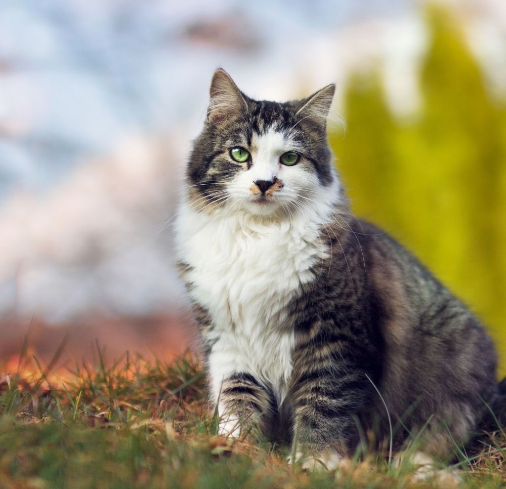 Albuquerque, NM 87107 Veterinarians Express Vet NM