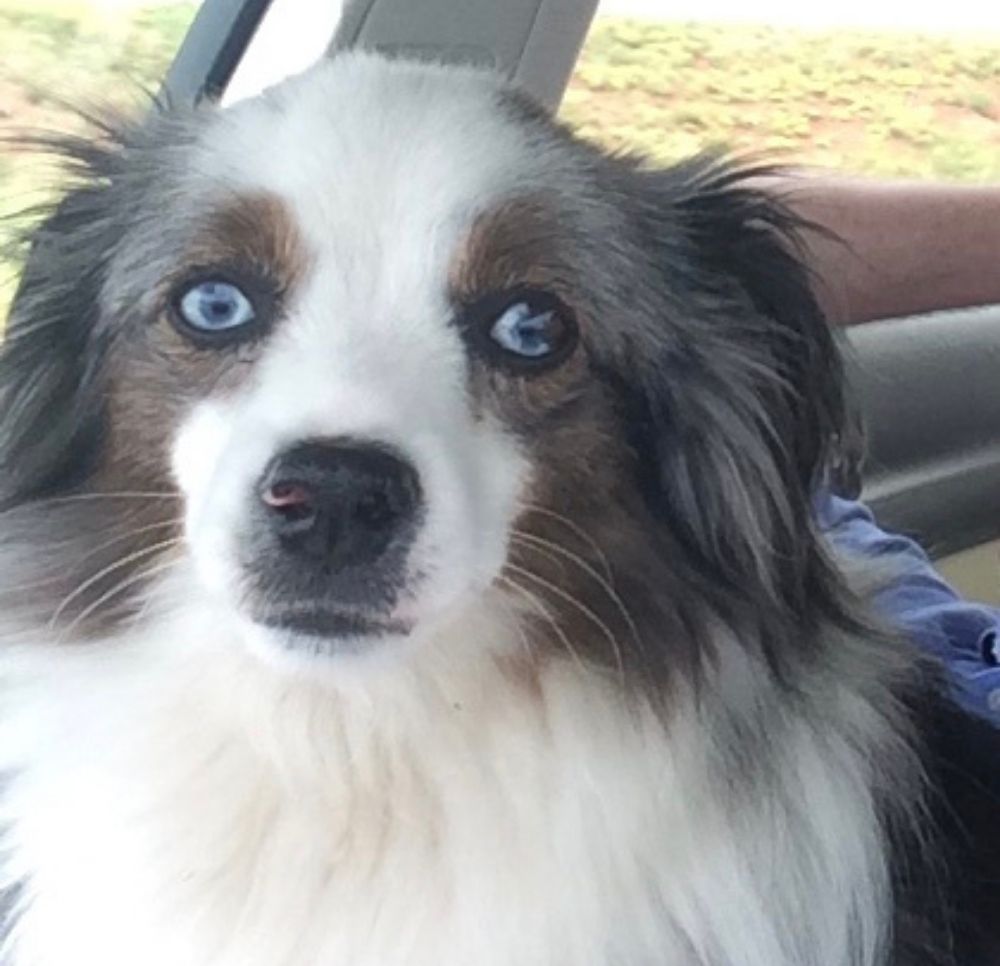 Pet Spay, Neuter And Vaccines Albuquerque Express Vet NM