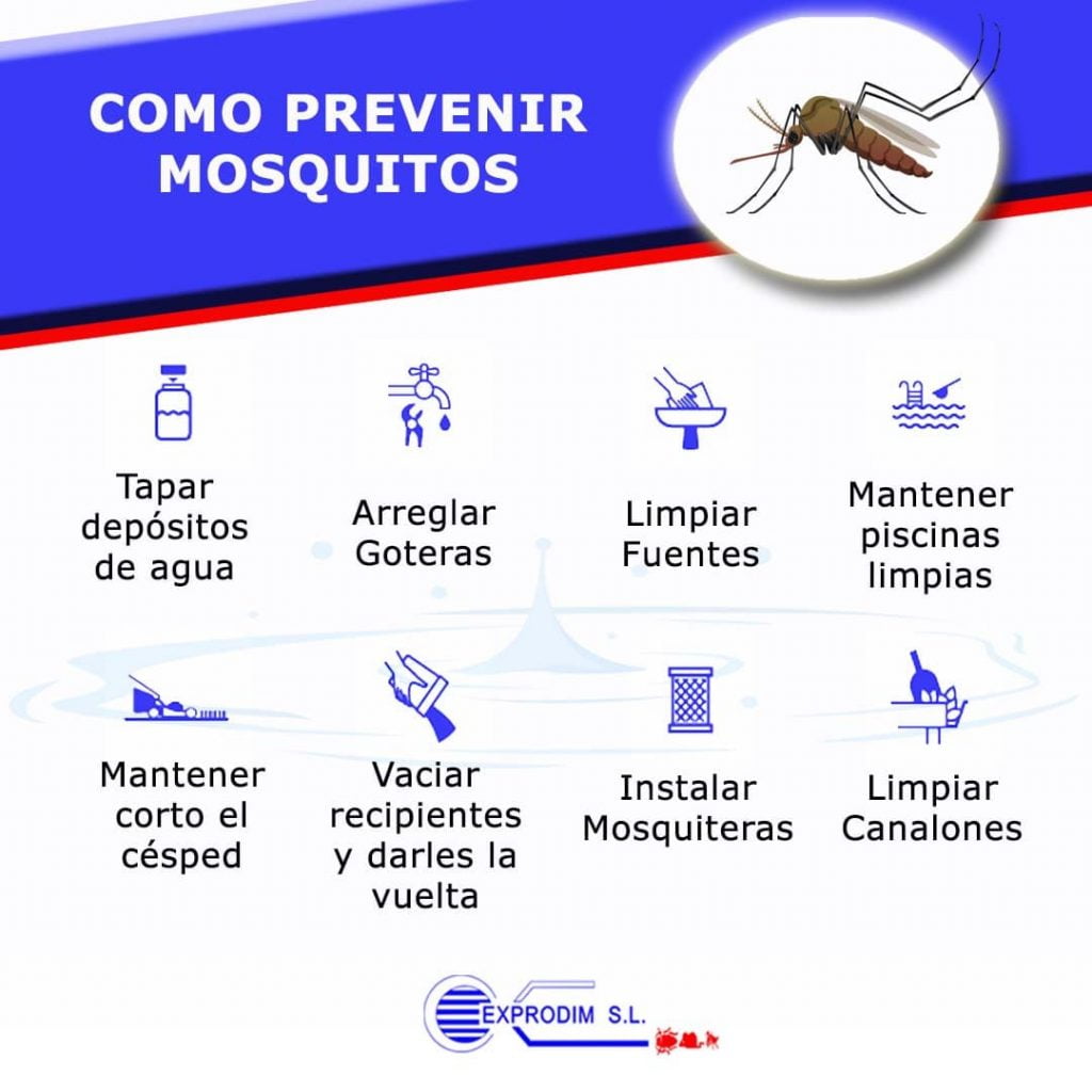 Plaga de mosquitos Todo lo que debes saber para evitar su aparición