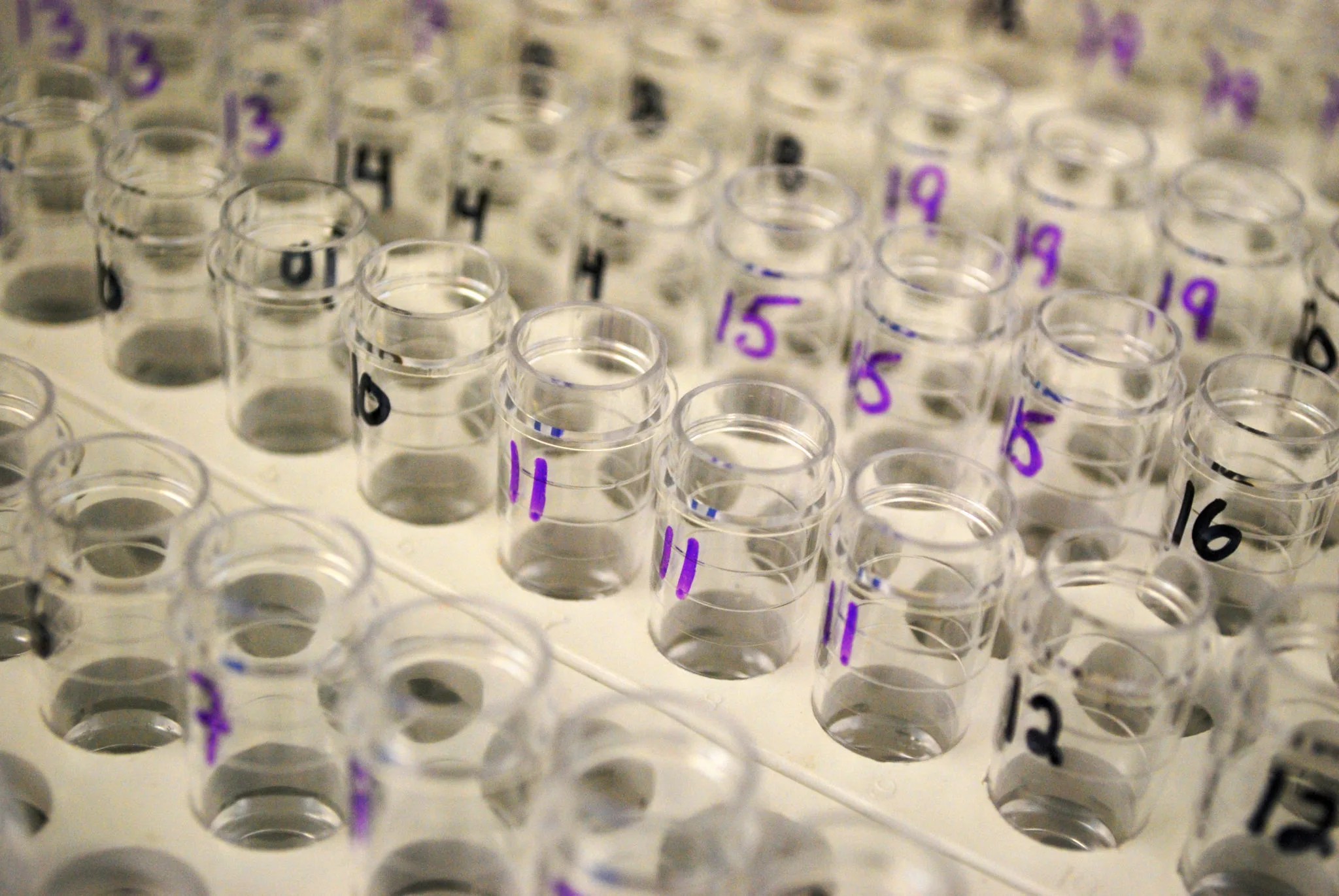 What are Phthalates?