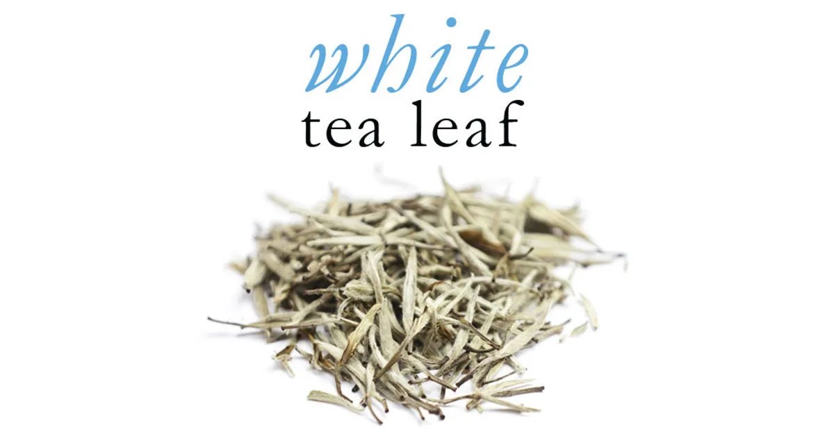 White Tea Leaf Extract ExPürtise