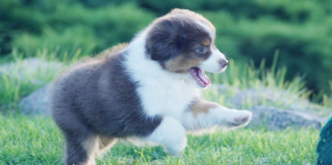 7 Best Toys for Australian Shepherd Puppies in 2022 Exqeo