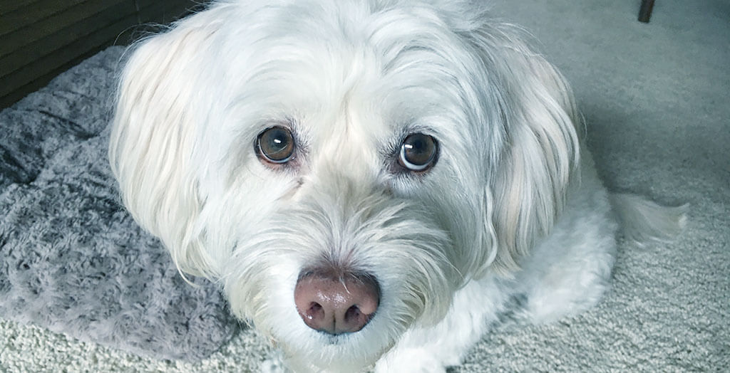 Can Havanese Be Aggressive? Exqeo