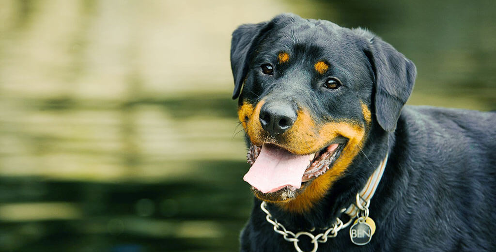 What Is The Best Shock Collar For A Rottweiler