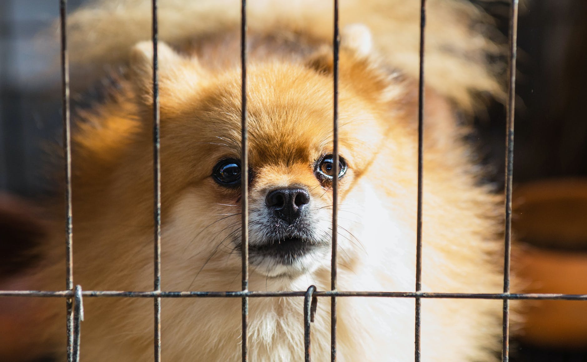 6 Best dog crates for car boot Exqeo