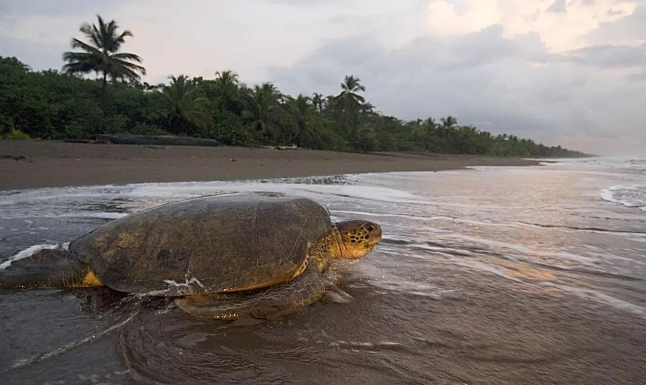 Tortuguero A Tropical Getaway In Beautiful Costa Rica!