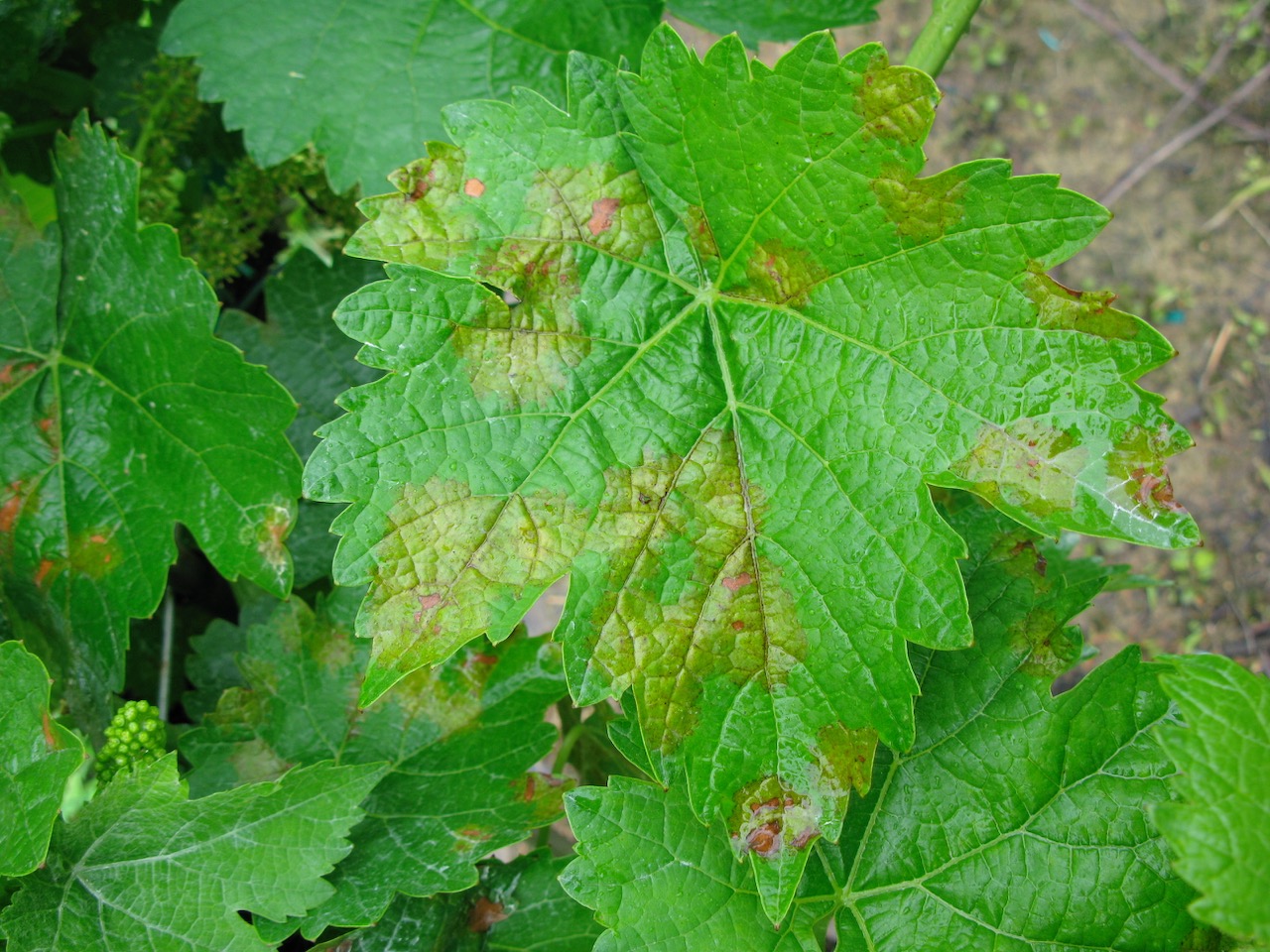 Early Season Grape Disease Management Reminders Virginia Grape