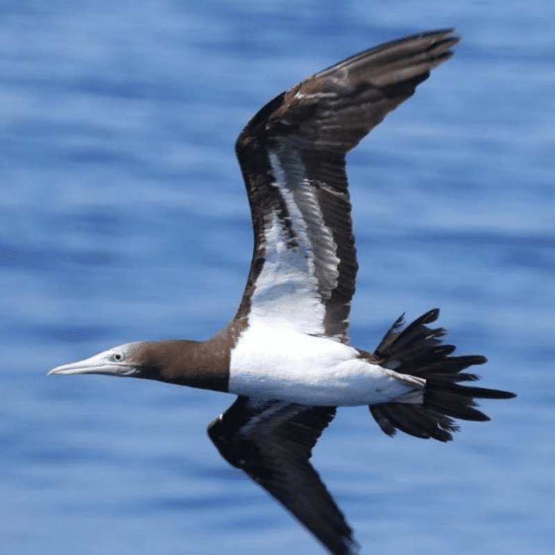 Common Seabirds of Maui County Extended Horizons Dive Maui & Lanai