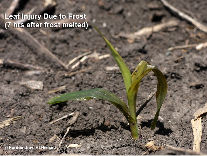 Assessing Frost/Cold Temperature Injury To Young Corn Purdue