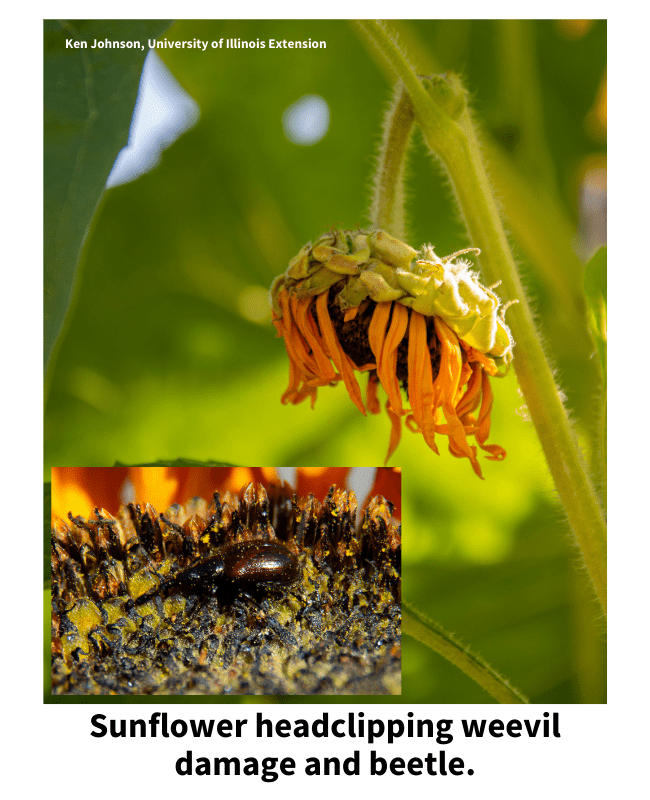 How to grow sunflowers at home A great addition to any garden Good