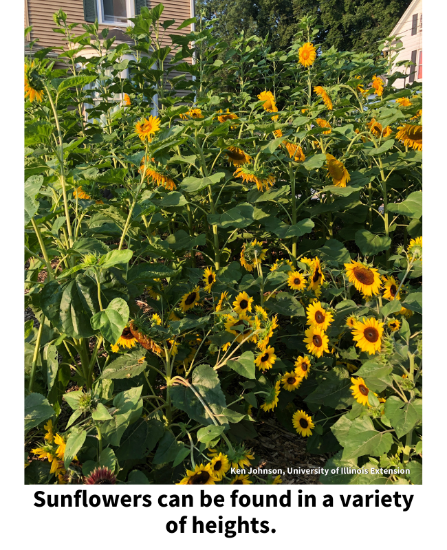 How to grow sunflowers at home A great addition to any garden Good Growing Illinois