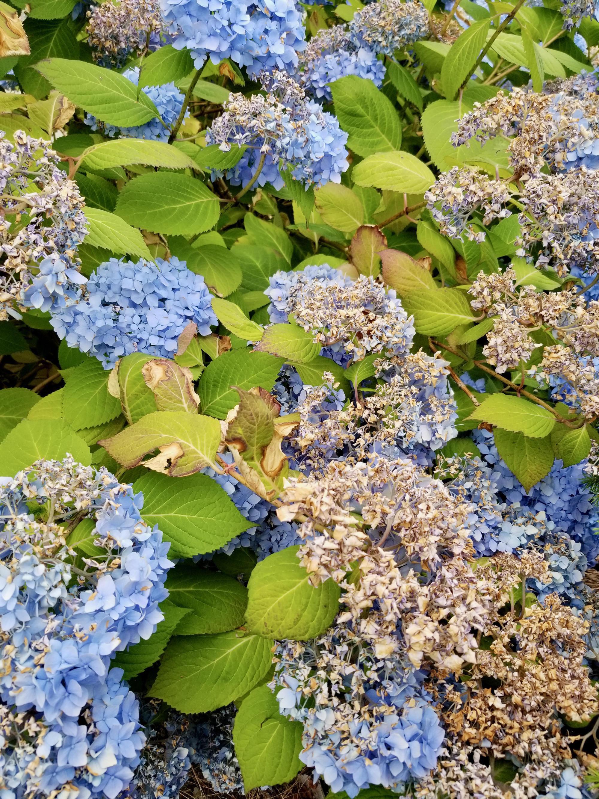 How to help hydrangeas weather a heat wave OSU Extension Service