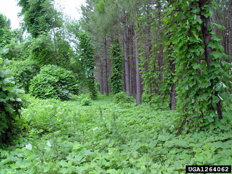 Invasives in Your Woodland Kudzu University of Maryland Extension