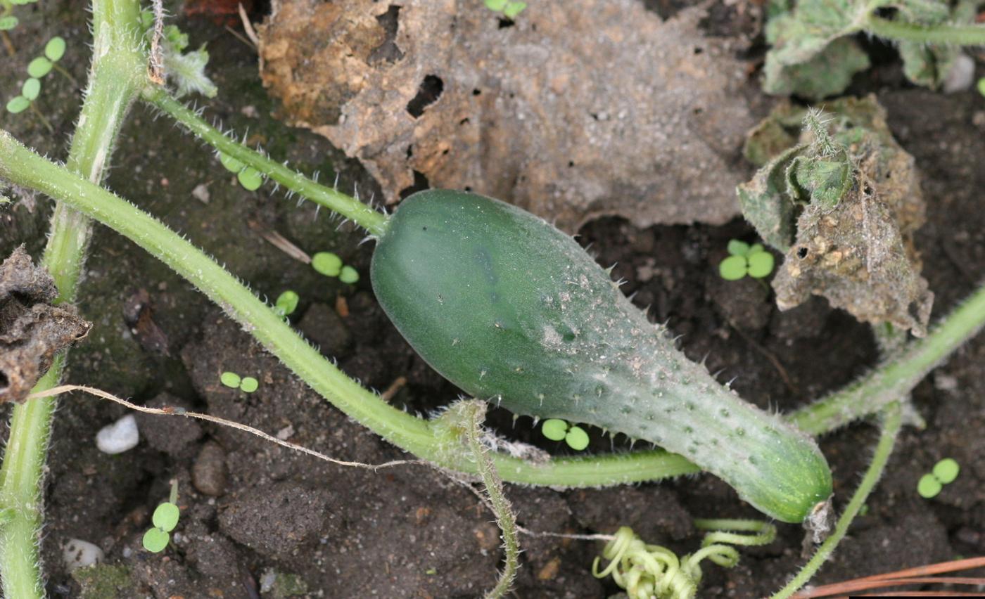 Key to Common Problems of Cucumbers University of Maryland Extension