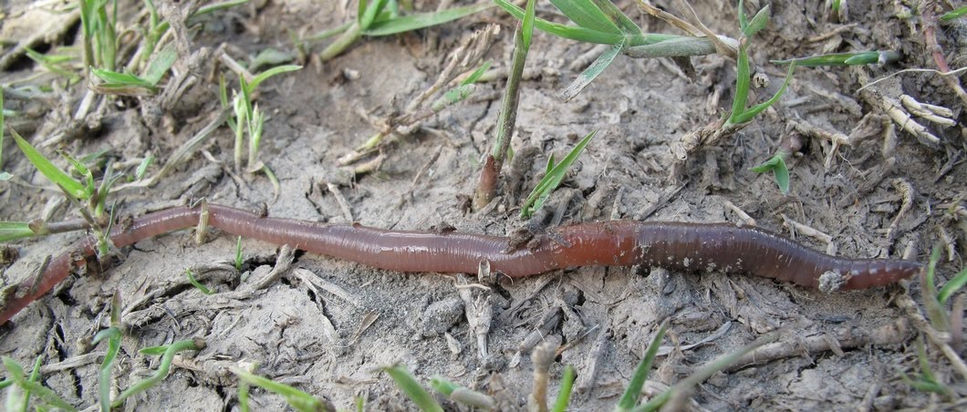 Earthworm