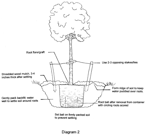 28 Blue Spruce Root System Diagram Wiring Database 2020