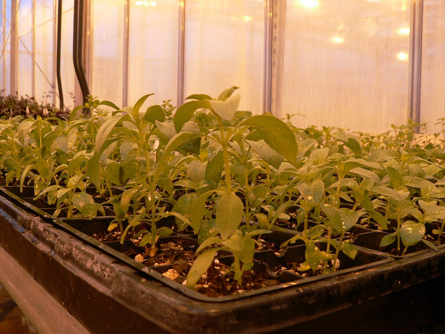 How To Increase Light For Indoor Plants