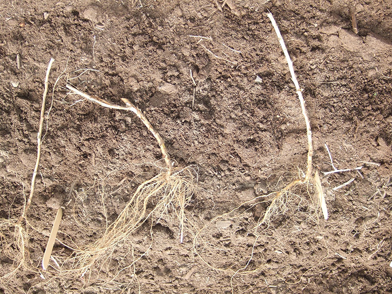 Growing raspberries in the home garden UMN Extension
