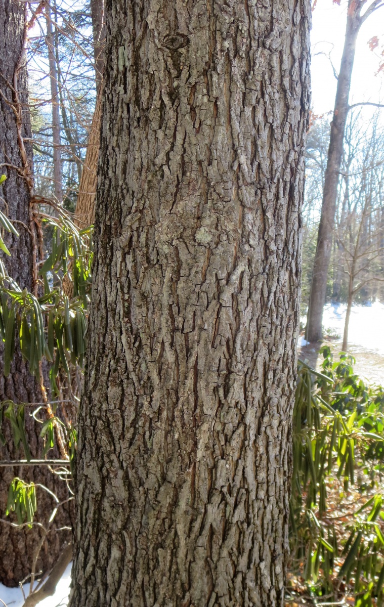 Identify Hardwood Trees By Bark