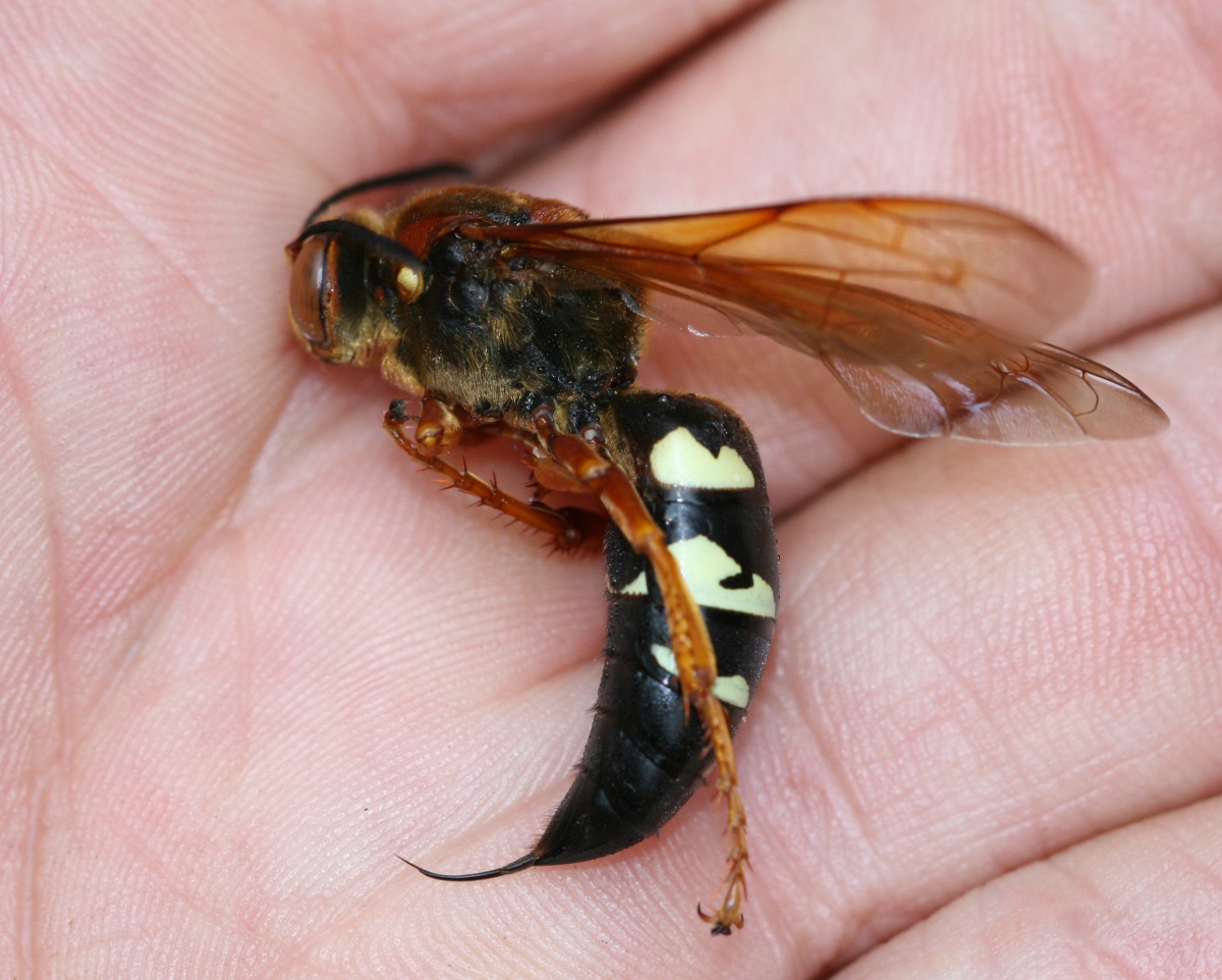 Controlling Wasps, Bees and Around Your Home [fact sheet