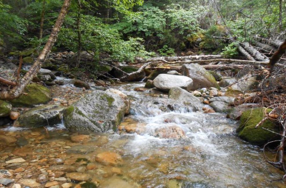Brook Trout in New Hampshire [brochure] Extension