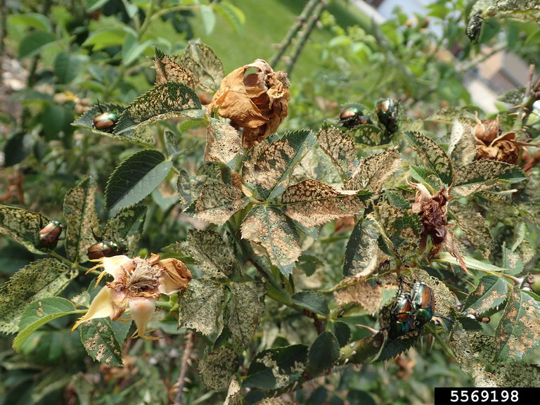 What’s eating the leaves of my roses? Extension