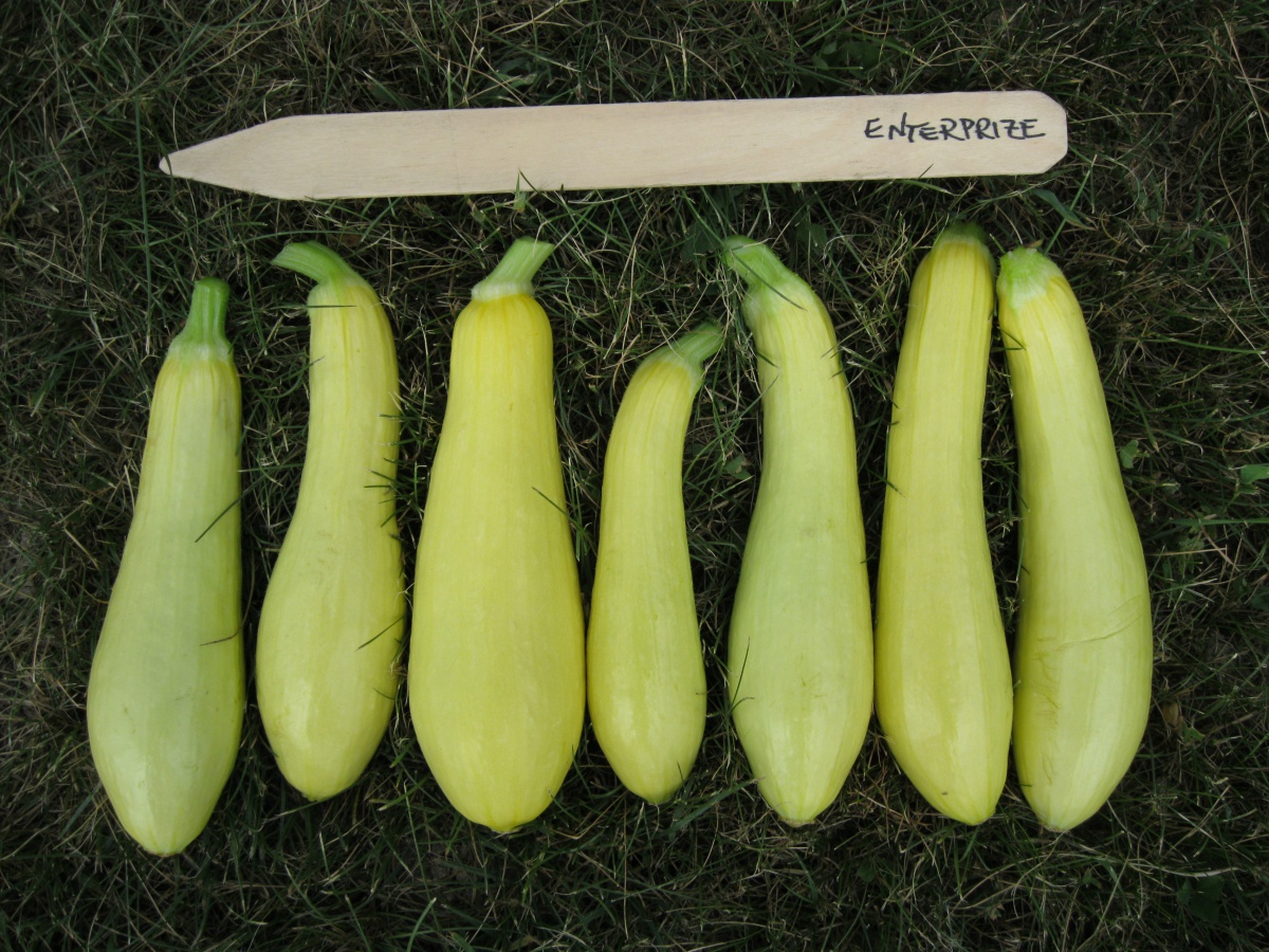 Why is my yellow squash turning green? GreenThumbsGuide