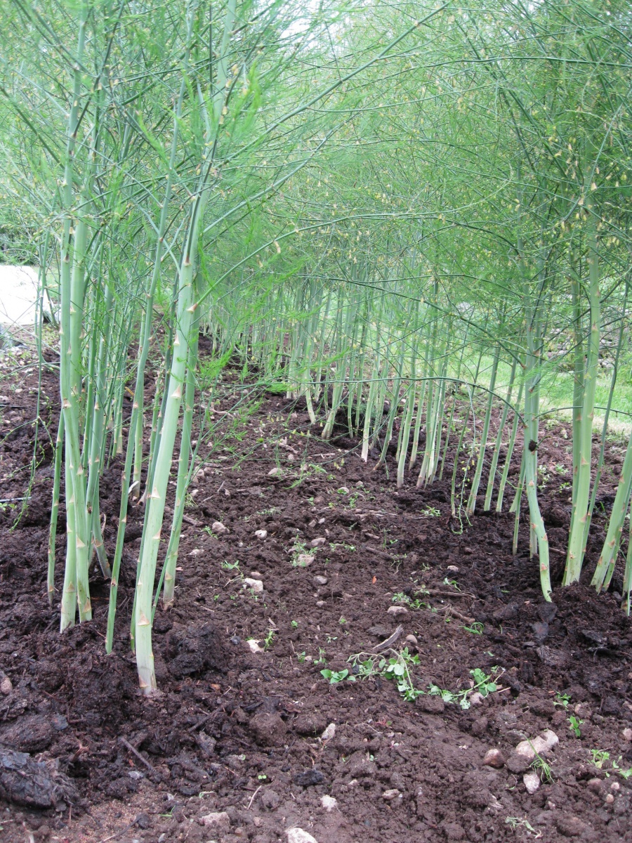 Growing Vegetables Asparagus [fact sheet] Extension