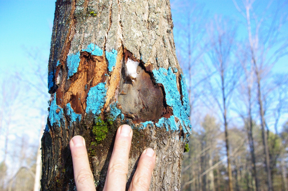 Sugar Maple Trees Damaged by Tree Marking Paint Extension