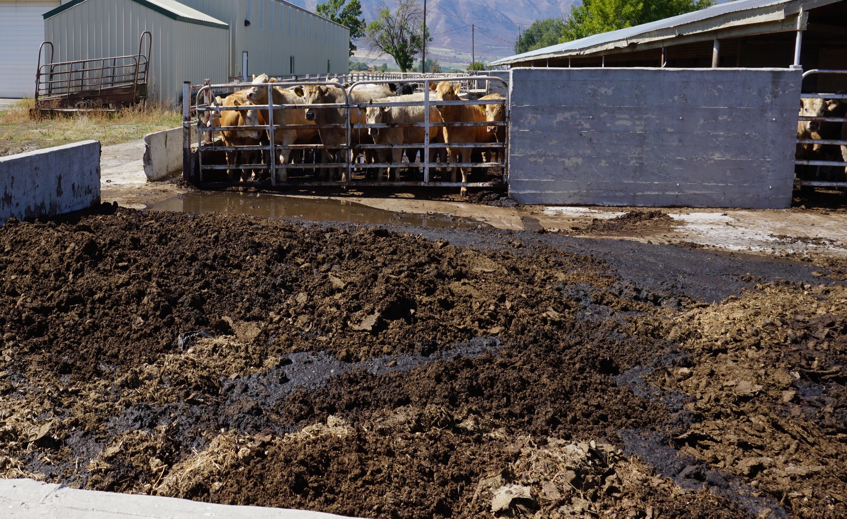 Solid Manure Storage Options During Wet, Saturated Conditions USU