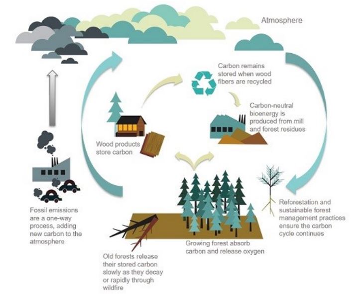 032 Trees and Climate Change Fact Sheets Publications Forestry