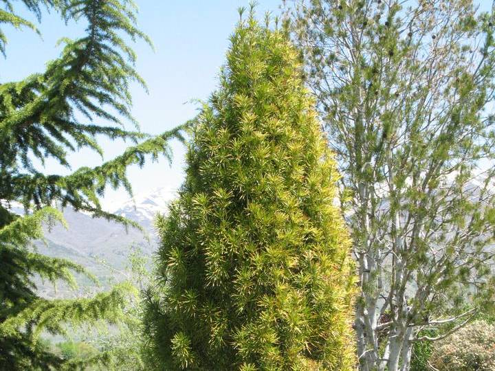 Umbrellapine or Japanese Umbrellapine TreeBrowser USU