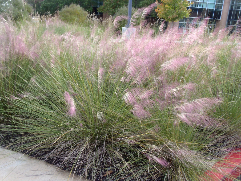 Ornamental Grasses in the Home Landscape NC State Extension