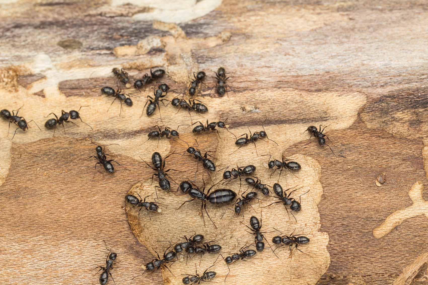 Termites ou Fourmis Charpentières Identification ECRN Extermination