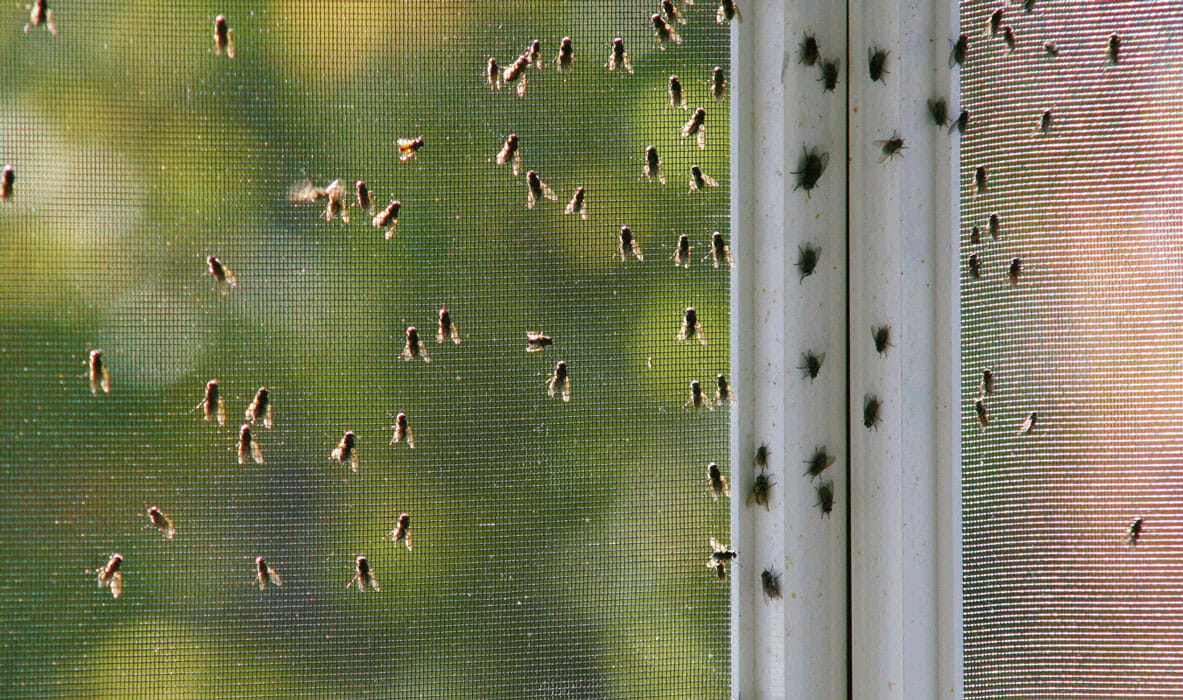 ProTech Extermination Mouches