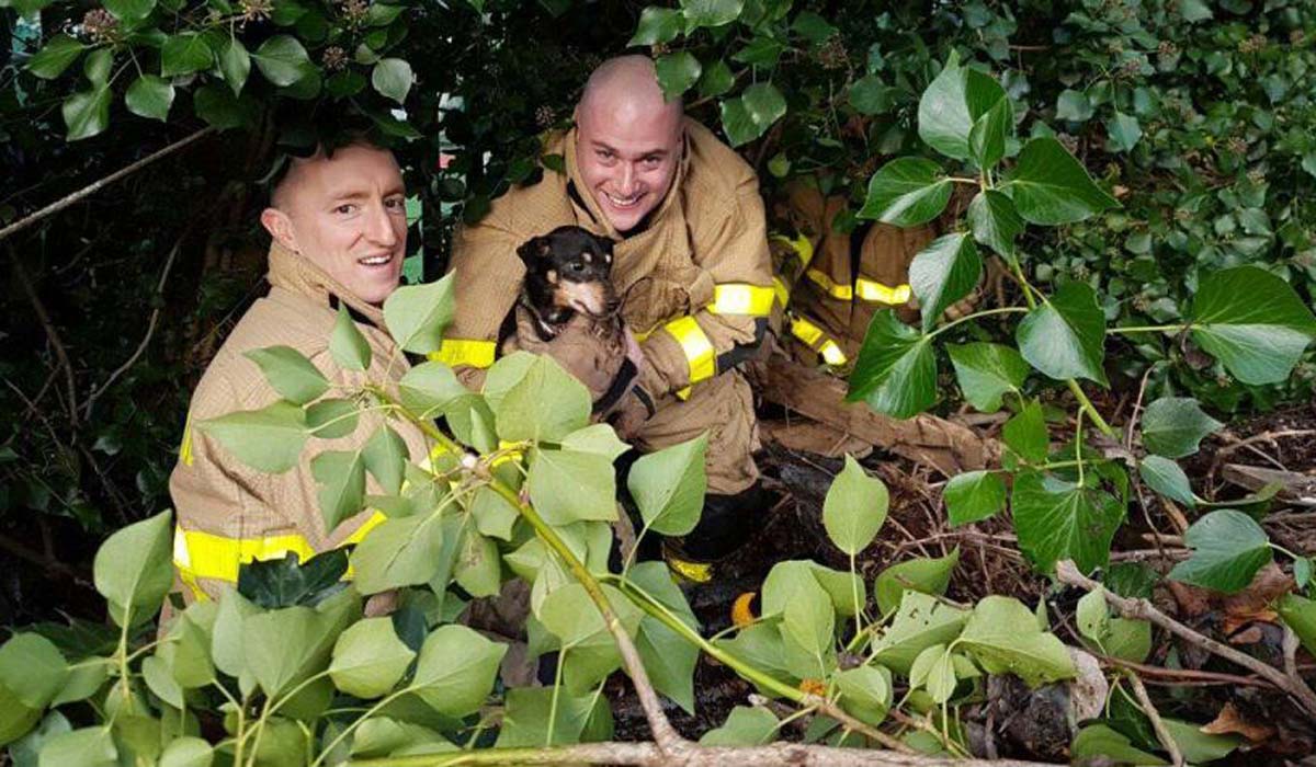 Dublin Fire Brigade rescue trapped dog from under 4ft of debris Extra.ie