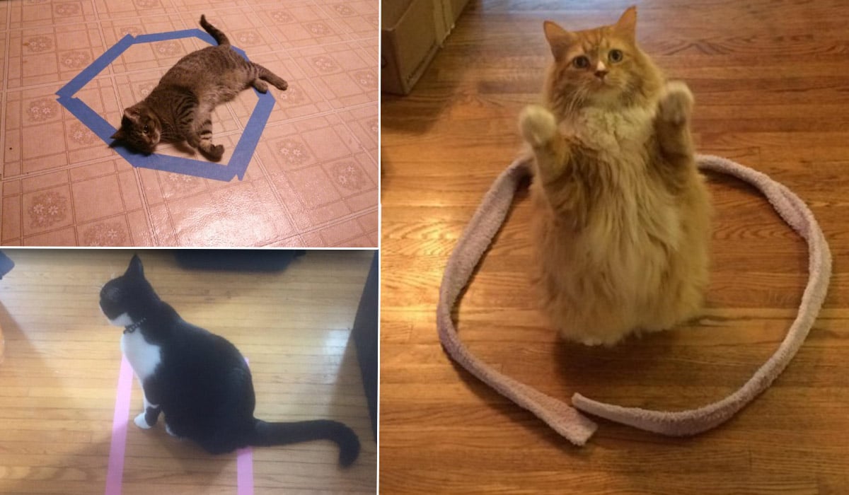 So apparently cats enjoy sitting in little squares on the floor Extra.ie