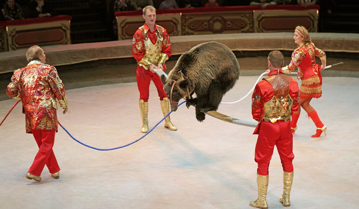 Circuses banned from using wild animals in Ireland from January Extra.ie