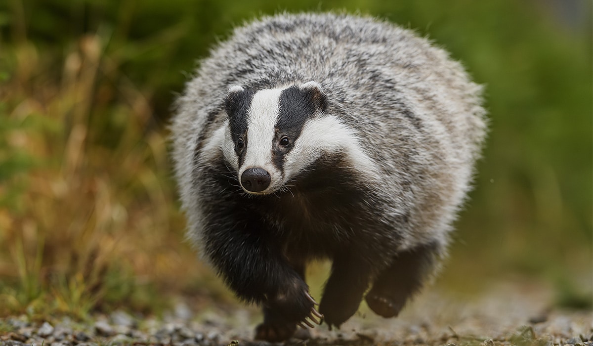 Irish badgers to be vaccinated in a bid to eradicate TB in cattle