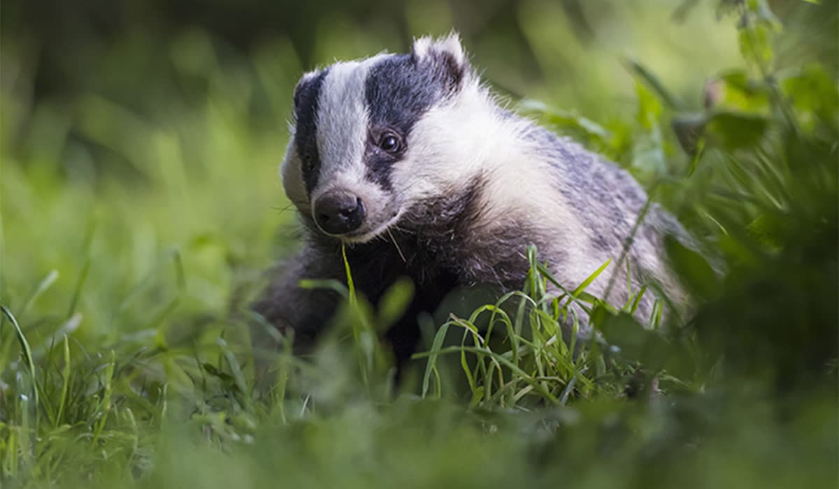 Irish badgers to be vaccinated in a bid to eradicate TB in cattle