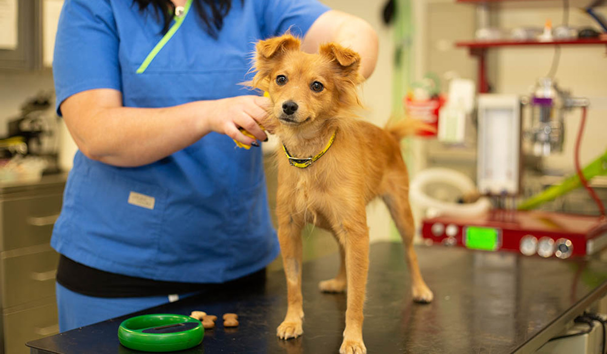 It's National Chipping Week and Dogs Trust are offering the service