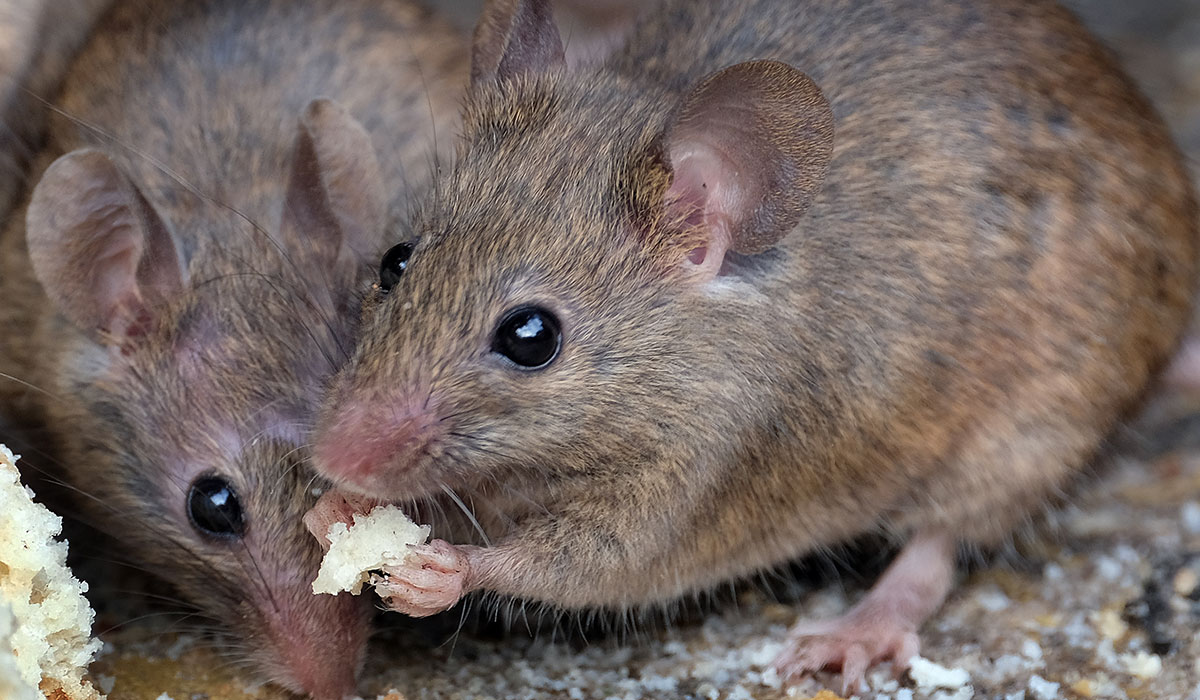 Lidl customer finds 'dead mouse' in pack of microwave rice Extra.ie