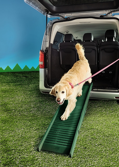 Aldi's Pet Event returns this month with more weird and whacky toys for