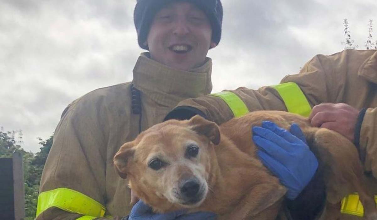 Raining cats and dogs Dublin Fire Brigade rescue dog from flooded