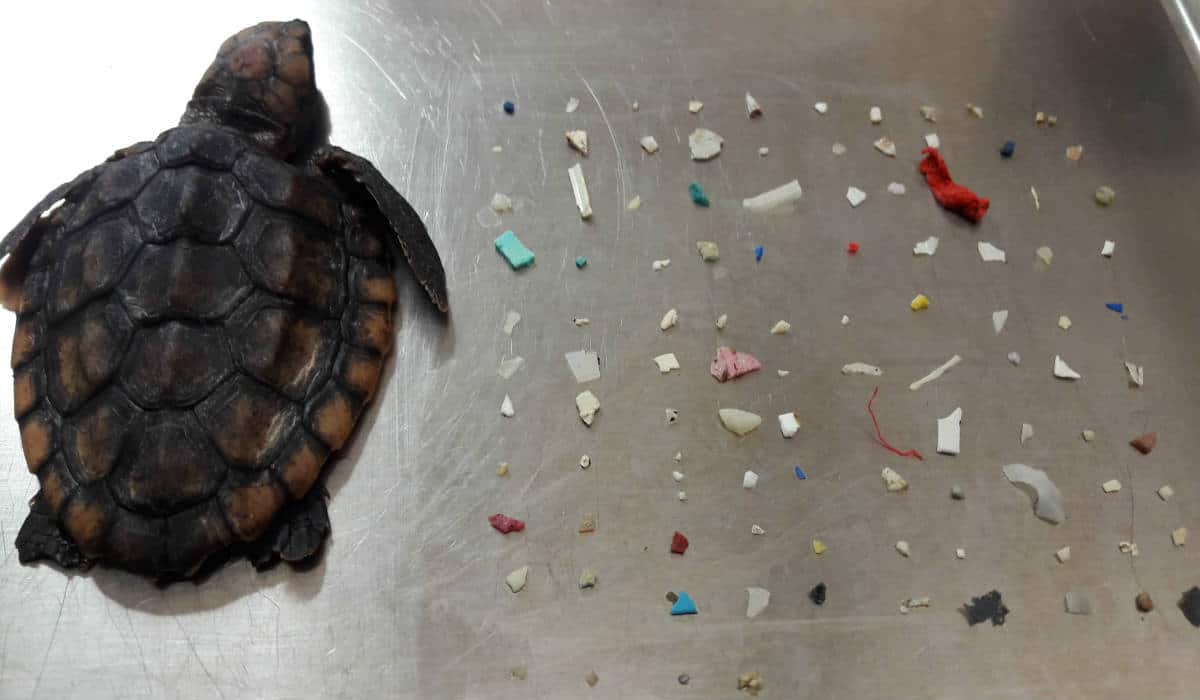US centre revealed dead baby sea turtle had eaten more than 100 pieces