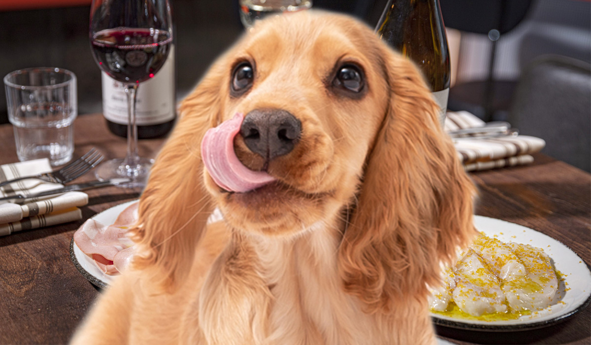 Is Dublin Dog Friendly