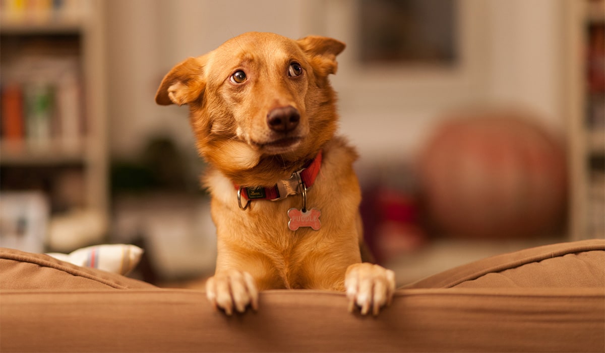 Dog thieves finally set for harsher sentences under new legislation