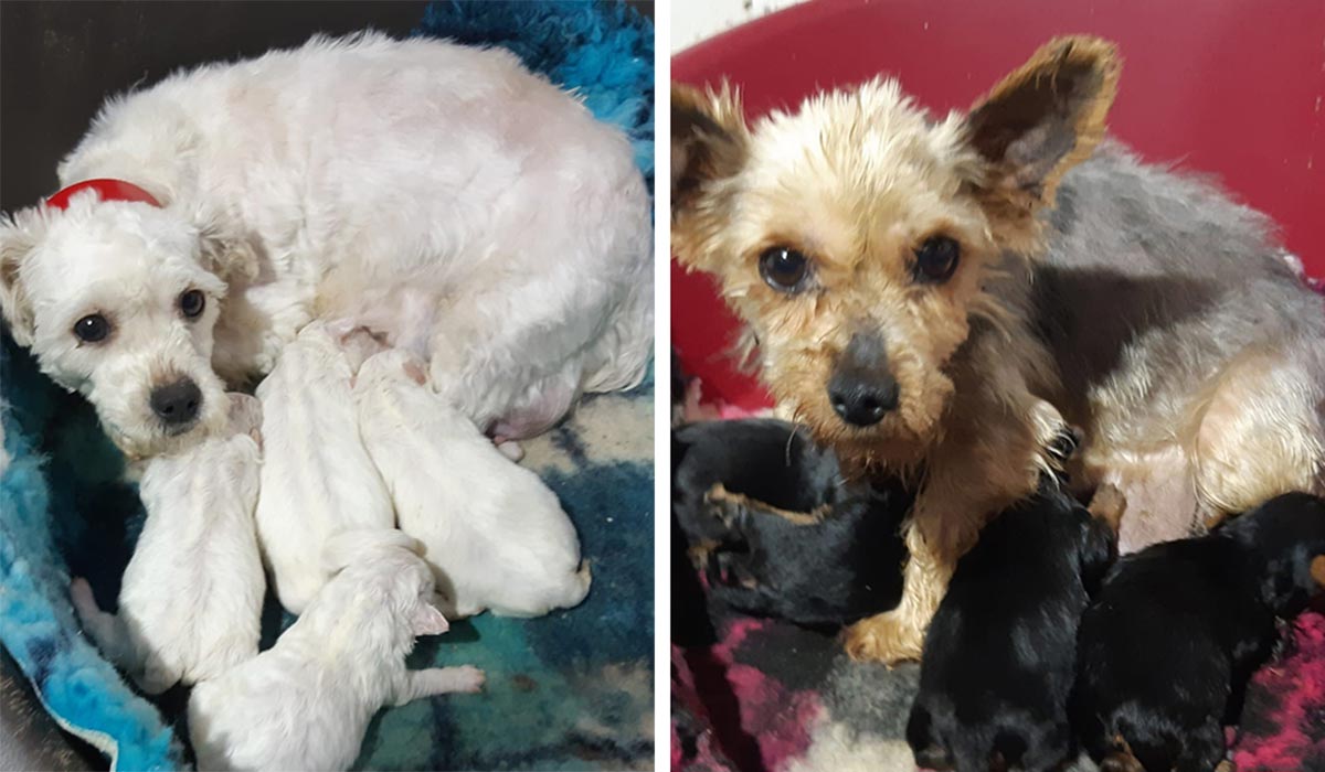 62 dogs saved as illegal dogbreeding establishment discovered in