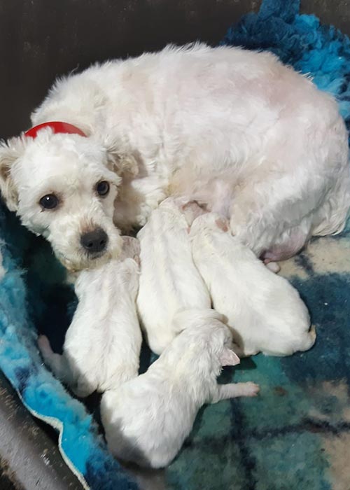 62 dogs saved as illegal dogbreeding establishment discovered in