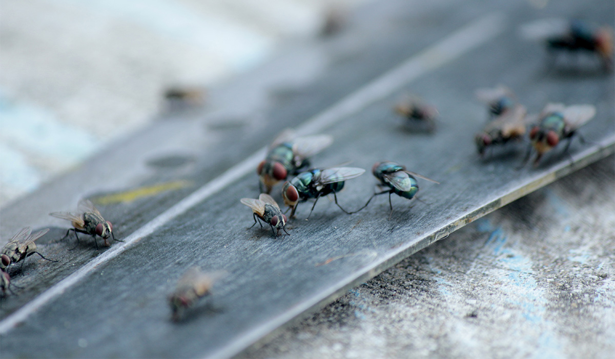Inspectors shut deli at Spar shop in Dublin due to fly infestation